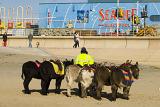donkey rides have been an attraction on blackpool sands since the victorian era