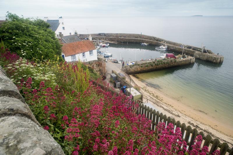 Colorful flowers on small rocky hill in front of fence near beach and breakwater at Fife Coast in Scotland