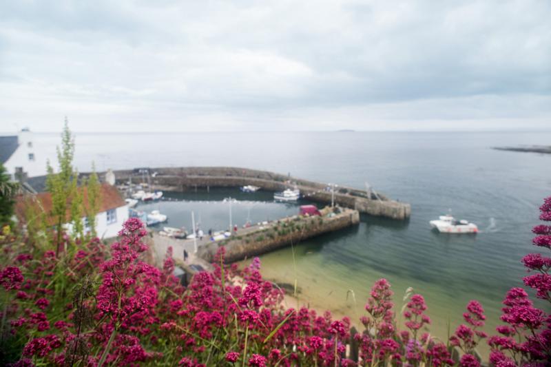 View from above past flowering plants of the sheltered picturesque harbour of Crail, Fife Coast, Scotland looking out to sea on a cloudy day