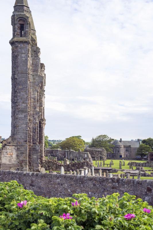 Flowers growing in front of St Andrews Cathedral ruins in Scotland with the remnants of the medieval stone walls and graveyard under a cloudy sky with copy space