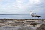 Seagull perched on a seawall at the fishing harbour at St Andrews, Scotland in a closeup side view with ocean background