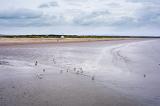 Seagulls standing in the shallow water of a low tide on the beach at St Andrews, Scotland under a grey cloudy sky in a scenic landscape