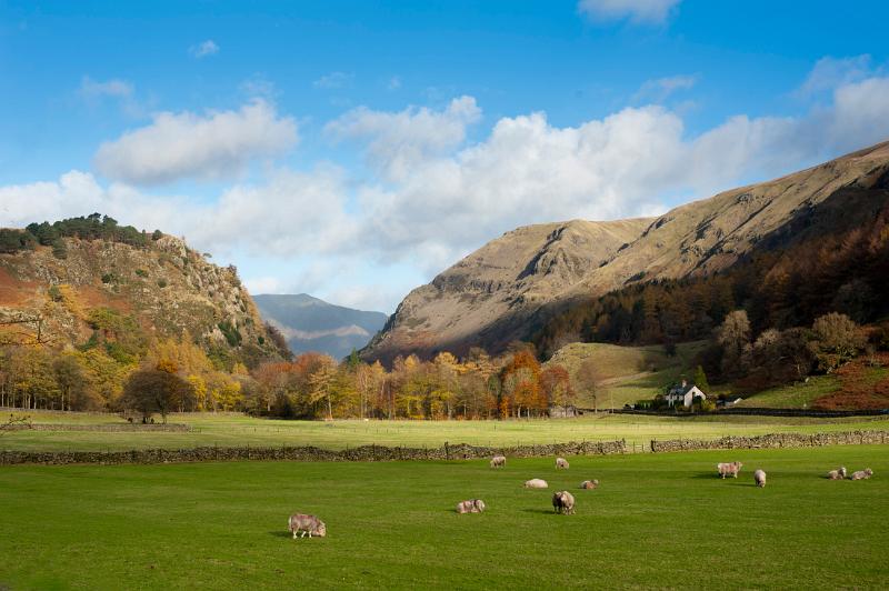 View from the scenic A591 at Legburthwaite of sheep grazing in lush green pastures at the foot of Castle Rock in Cumbria