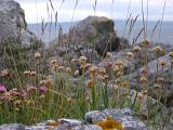 Various Small Pretty Flowers Growing on Coastal Big Rocks at Malliag, Scotland.