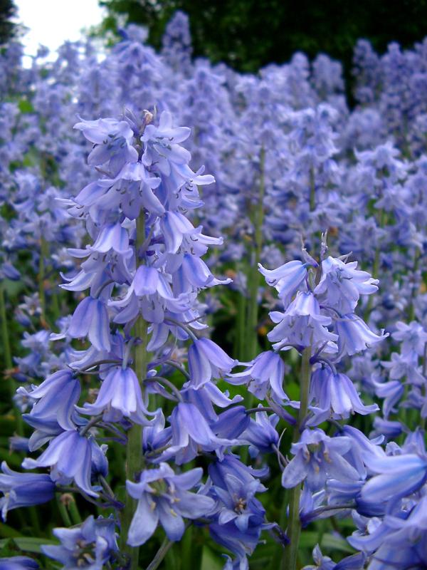 Close up of a glade of colorful blue bells with their dainty bell-shaped blue flowers symbolic of spring