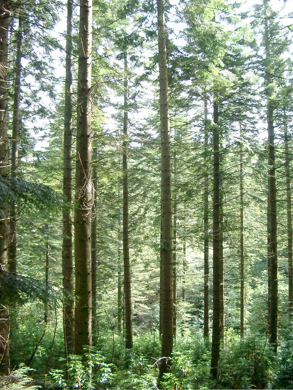 Free Stock Photo Of Tall Green Trees In The Forest Photoeverywhere Free Stock Photo Of Tall Green Trees In The Forest Photoeverywhere