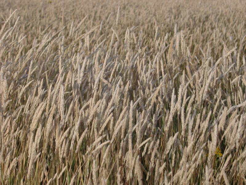 Background of a field of golden wheat growing in an agricultural field for harvest as a foodstuff, biofuel or winter feed for livestock