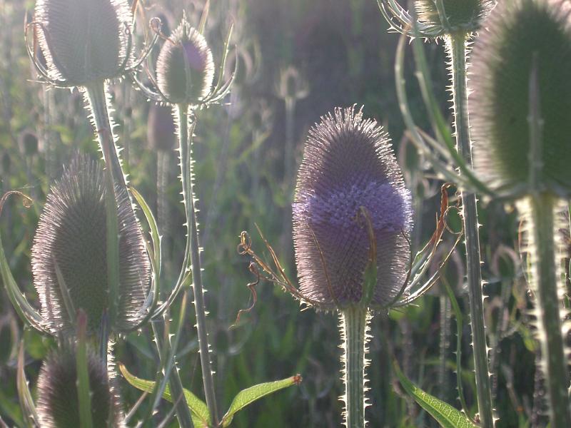 Backlit spiny flower heads of the teasel plant, Dipsacus sativus, providing an important source of winter seeds for birds