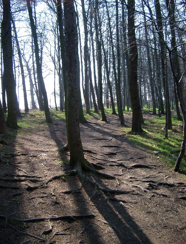 Sunlight shining through the trunks of trees in open woodland casting long shadows on the ground