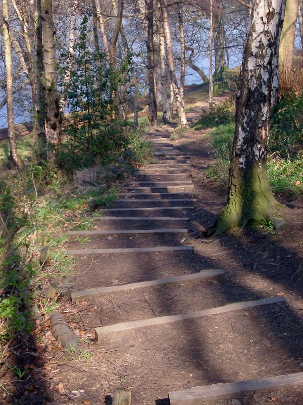 Long Concrete Stairs Near the River with Tall Trees and Green Grasses on the Sides.