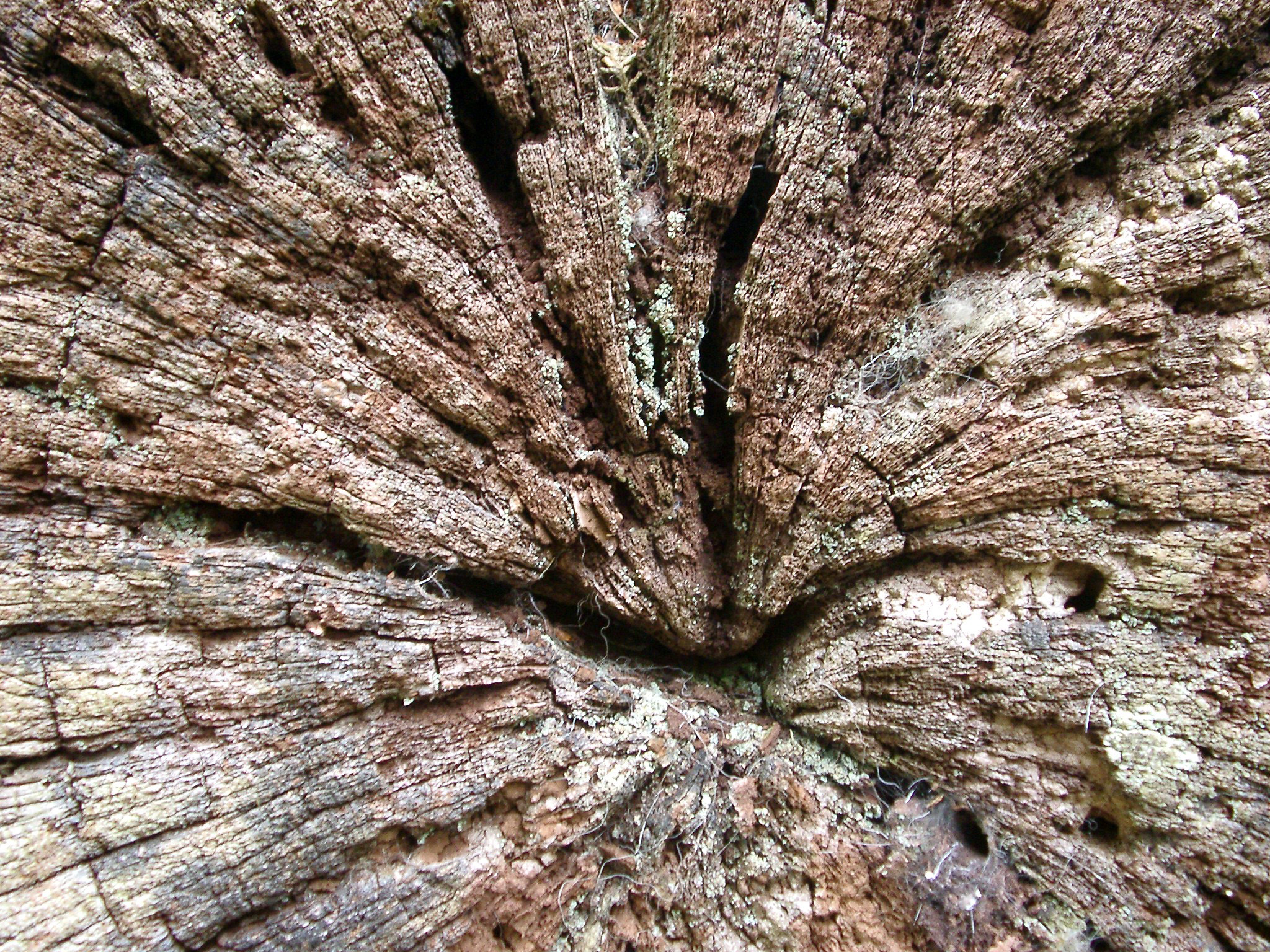 an image of Background texture of old weathered wood with a rough surface and central radiating crack