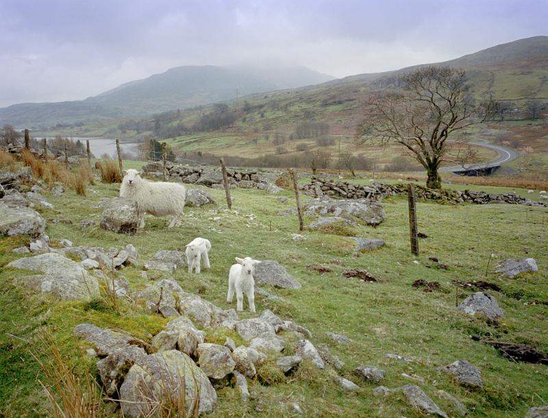 Welsh Sheep and Lambs on Hillside Farmland on Overcast Day