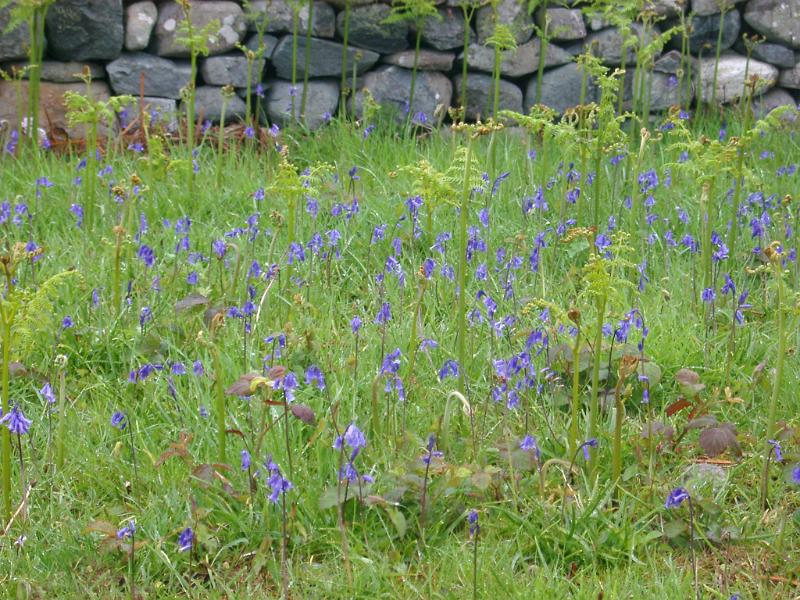 Colorful blue bells flowering in a grassy meadow at the edge of an old stone wall