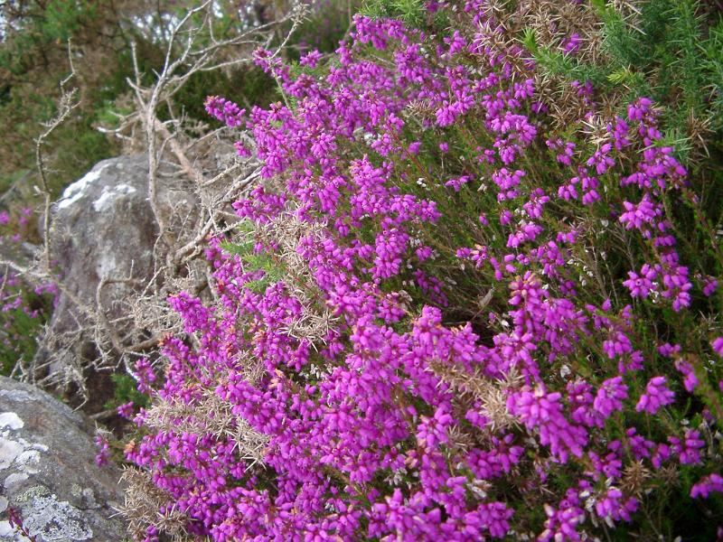 Colorful bush of flowering magenta heather or heath with its pretty bell-shaped flowers