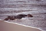 Seal entering the ocean from a sandy beach with the water swirling around its body, side view