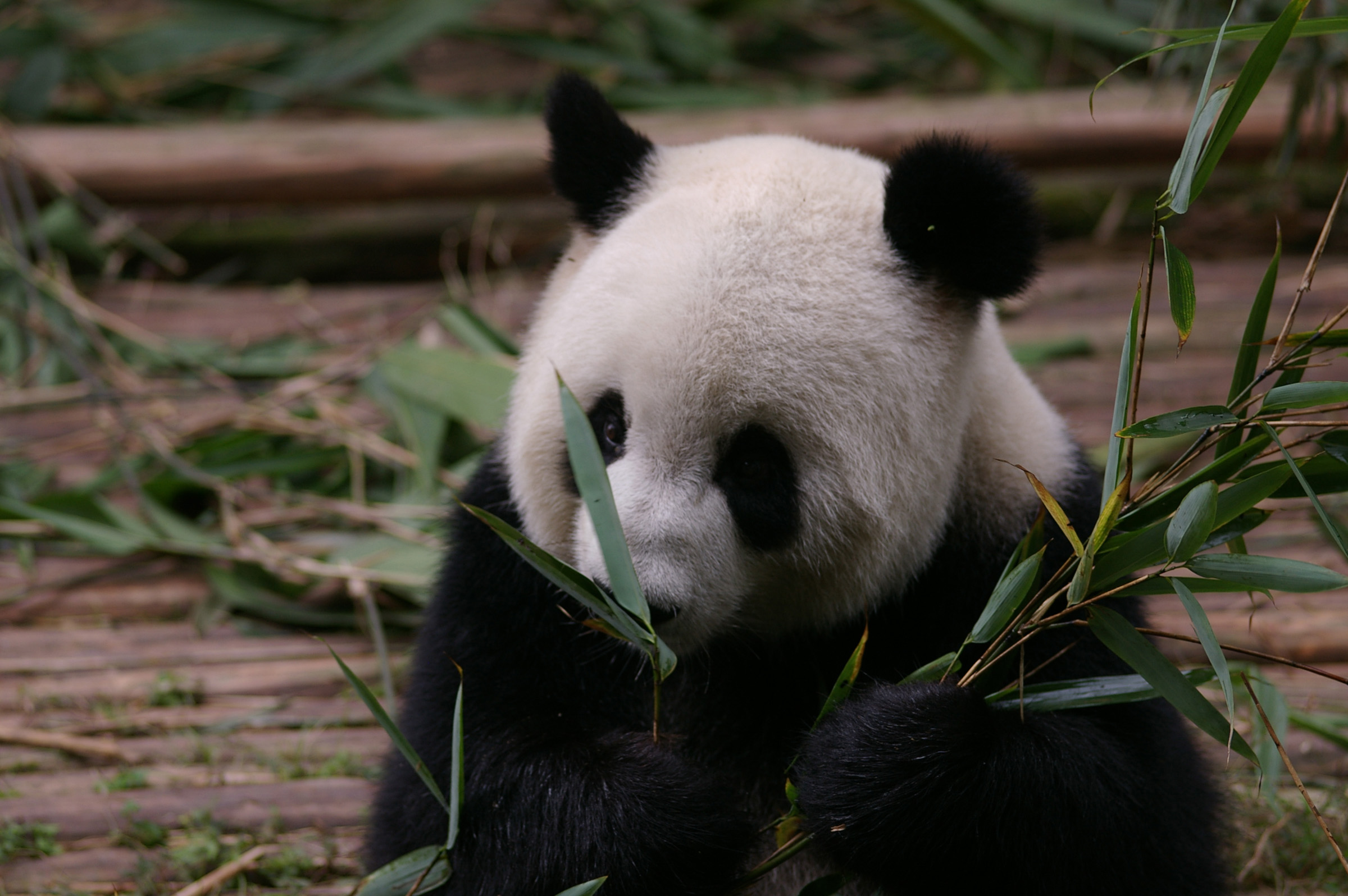 Free Stock Photo Of China Animal Wildlife Panda Eating Bamboo Shoots 