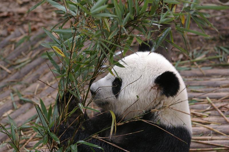 Close up Black and White Panda at the Animal Zoo at China Eating Bamboo Shoots.