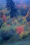 Abstract natural background with a soft defocused forest scene with autumn colors