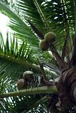 Low angle view looking straight up the trunk at ripening coconuts in a palm tree, symbolic of tropical travel and vacations