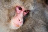 close up on the face of a snow monkey