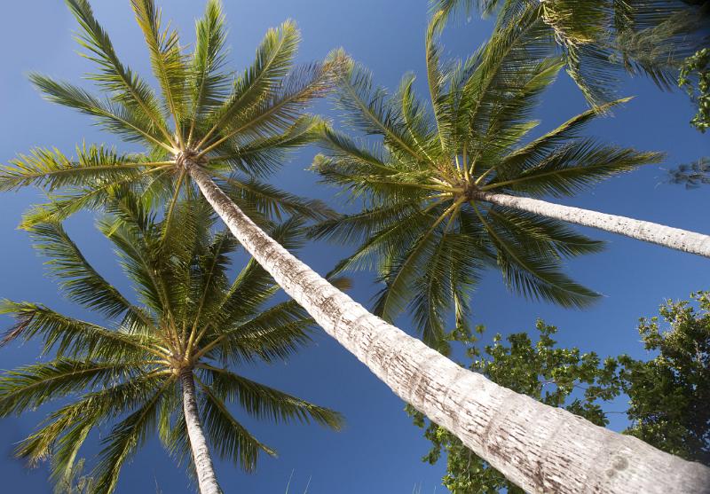 looking up a tall palm trees against a clear blue sky