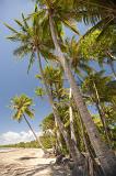tropical coconut palms fringe a sandy beach