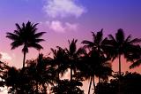 colorful sky behind a line of coconut palms