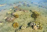 colorful corals in shallow water during low tide