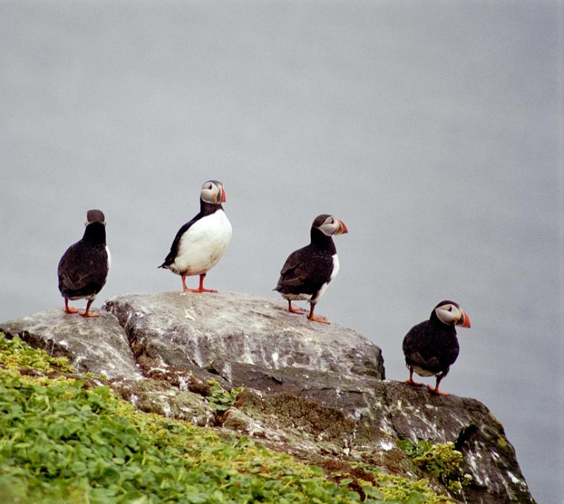 Group of puffins standing on top of a rock on a mossy green slope against a grey overcast sky in Iceland