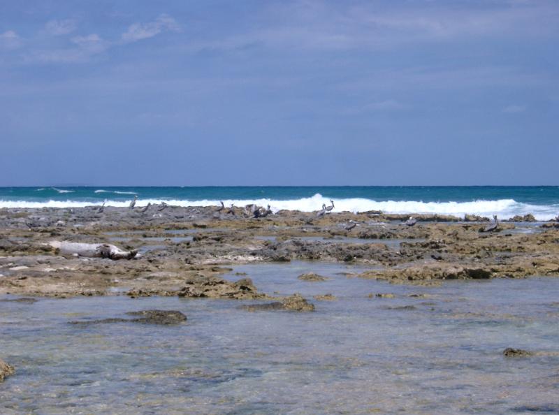 Waves breaking on a rocky reef in Mexico with a turquoise blue ocean stretching to the horizon, marine or nautical background