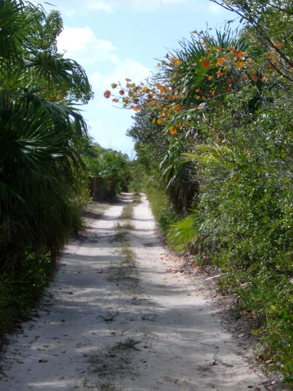 Entrance Road to Beautiful Punta Allen Mexico Surrounded by Green Plants and Grasses.