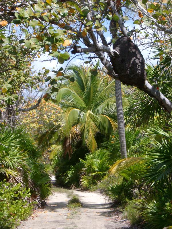 Sandy road through tropical vegetation and palm trees in Punta Allen, Mexico, the largest village in the Sian Ka'an Biosphere Reserve