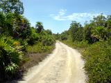 Isolated Dirt Road through Jungle Forest in Punta Allen, Mexico on Sunny Day