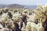 Various Cactus Plants at Cholla Cactus Garden. Captured with Hills Afar on Foggy Sky Background.