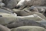 Close up of a colony of large elephant seals basking grouped together in the sun