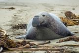 Frontal view of a large grey elephant seal cow on a beach on the Californian coast
