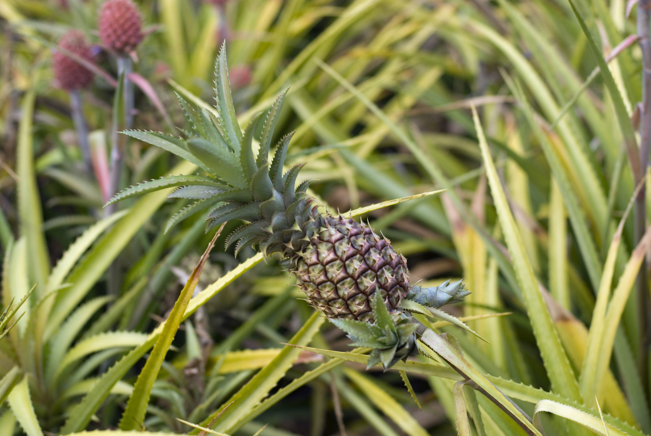 Pineapple Plant Tree At Jett Embling Blog Pineapple Plant Tree At Jett Embling Blog
