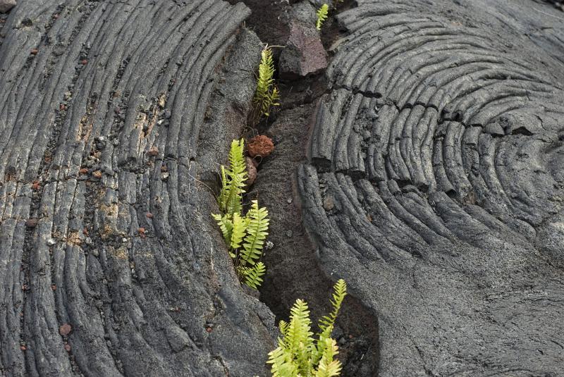 Ferns regrowing in solidified lava Ferns regrowing in an eroded crack in a solidified lava field of igneous rock on Hawaii