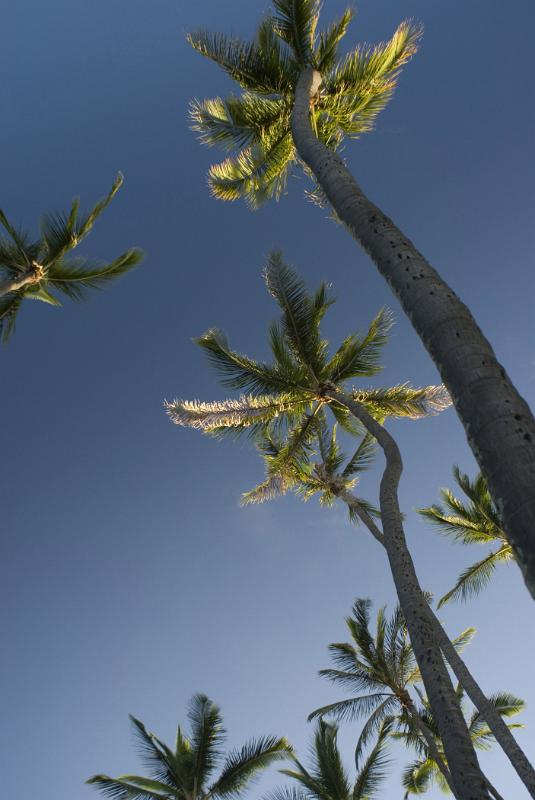 Plenty Tall Long Palm Trees in Worms Eye View. Isolated on Blue Sky Background.