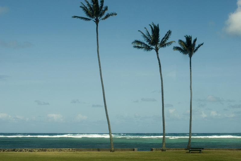 Three Coconut Trees In Front Beautiful Beach Isolated on Light Blue Sky Background.