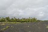 Green Plants Growing at Kalapana Lava Field Isolated on Lighter Gray Clouds Background.