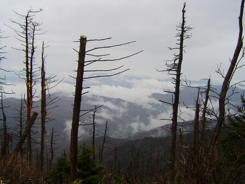 Leafless Trees and Steam Smoke at Mount Washington in Extensive View on Gray Sky Background.