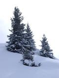 Small Size Christmas Fir Trees Filled with Snow on Winter Holiday Season.