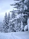 Plenty Tall Fir Trees Covered with Snow During Winter Season. Captured on Very Light Blue Sky Background.