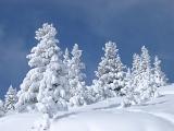 Attractive Fir Trees Covered with Snow During Winter Holiday Season on Lighter Blue Gray Sky Background.