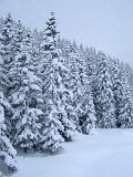 Tall Pine Trees Covered with Snow on Winter Holiday Season. Captured on Cool Blue Gray Sky Background.