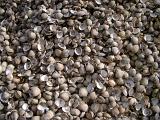 Background texture of hundreds of empty bi-valve seashells , full frame