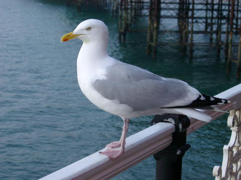 Seagull perched on a railing overlooking a calm sea with reflections, close up side view