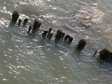 Old Rotten Wooden Groynes on the Sea Water in Brighton, England