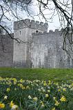 cardiff castle walls, lined with daffodils, the national flower of wales
